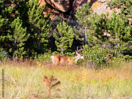 Large male mule deer eating a shrub in a grassy field. Side view