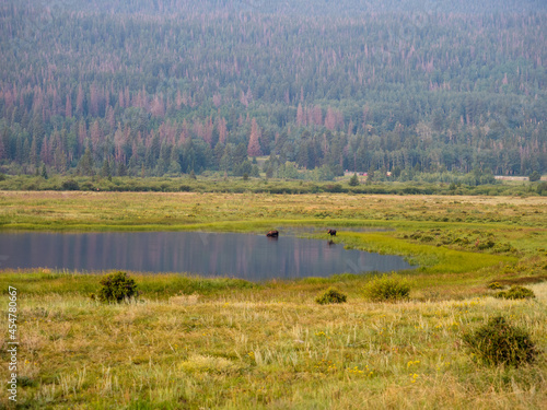 Mama moose and baby standing in the water with pretty reflection. Wide view with forest in background