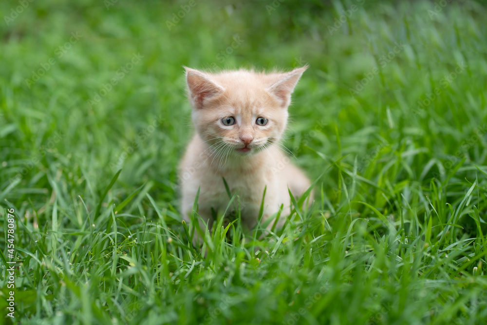 A red-haired little kitten stands on the green grass and looks directly into the camera