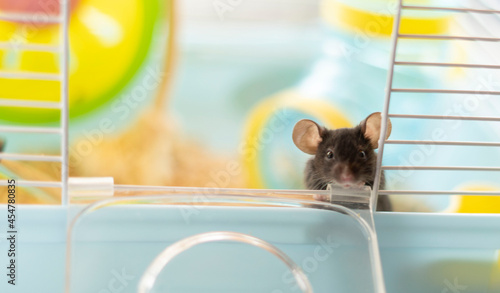 A small black mouse looks out of the cage. Copy space