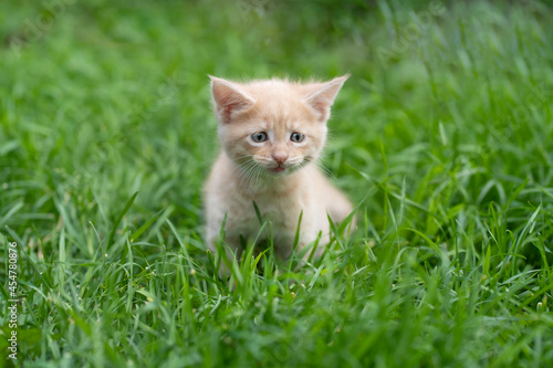A red-haired little kitten stands on the green grass and looks directly into the camera
