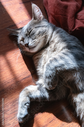 A gray tabby cat with a long whiskers lies on a diagonal beam of light on the floor with bent paws as if dancing