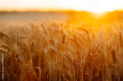 Golden field of ripe wheat ears. Growth nature harvest. Agriculture farm.