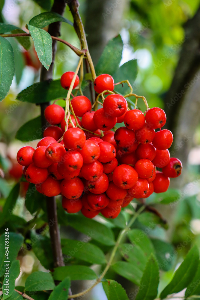 Bunches of rowan berries in autumn