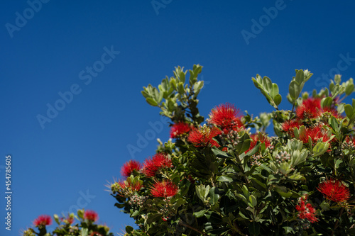Blooming red melaleuca on Santorini. Paperbarks  honey-myrtles or tea-trees. Blue sky on background.