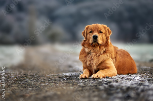 hund, Golde Retriever