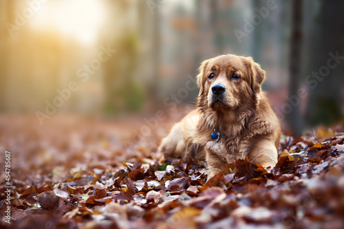 hund, Golde Retriever