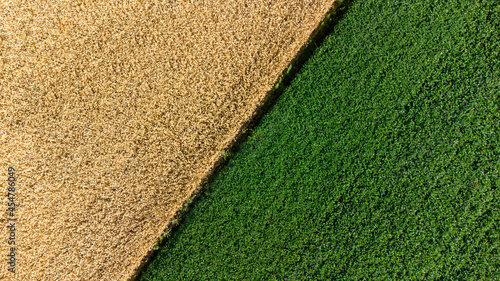 Tableau sur toile Two halves of the fields. Yellow wheat and green field.