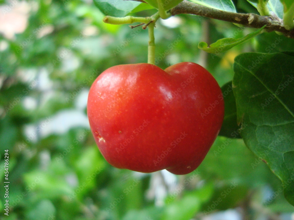 Obraz premium Acerola