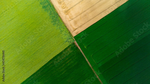 Four halves of the fields. Yellow wheat and green field.