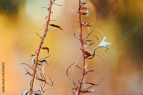 great willowherb in autumn photo