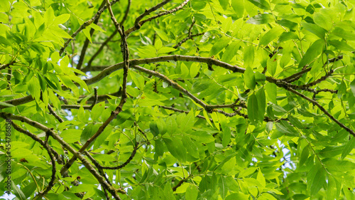 Bright Green Ash leaves 