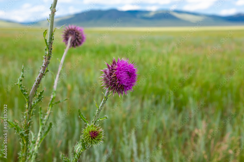 thistle flower in the field close-up thistle flower in the field close-up