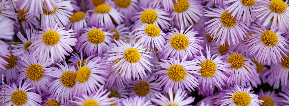 Background with pink asters. Lilac daisies. Aster alpinus, perennial. Floral background banner Background with pink asters. Lilac daisies. Aster alpinus, perennial. Floral background banner