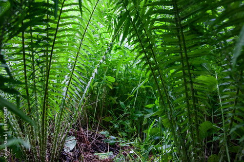 view from the thickets of ferns. The view from the bushes with the image of an animal.
