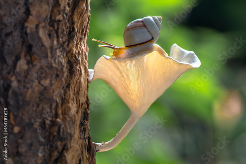 Canvas Print sn ail walking in mushroom
