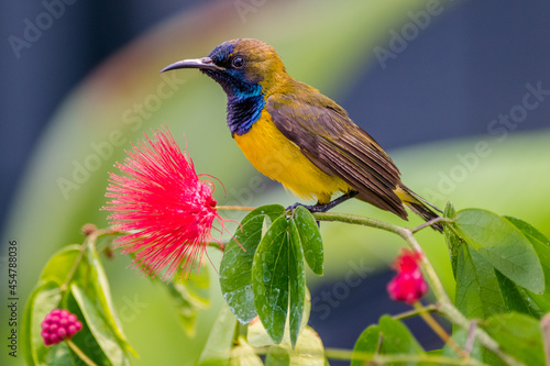 Fotografi Olive-backed sunbird or Nectarinia jugularis