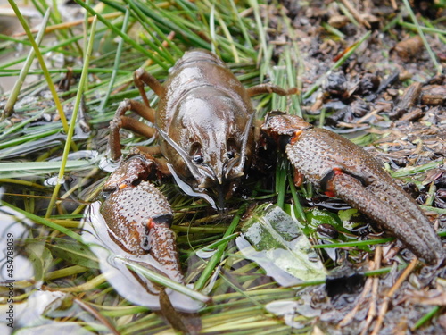 Astacus astacus, the European crayfish, noble crayfish, or broad-fingered crayfish is the most common species of crayfish in Europe traditional food source  fresh water, living unpolluted streams photo