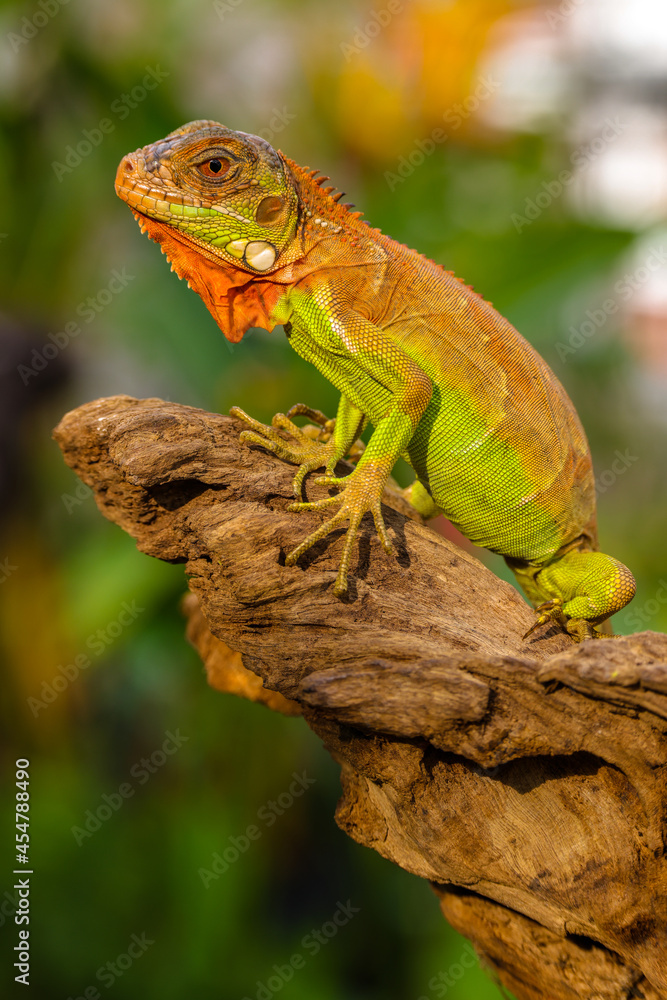 Obraz premium Close up of baby Super red iguana