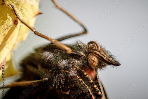 Newly hatched peacock butterfly, aglais io, curling proboscis and resting on empty cocoon shell