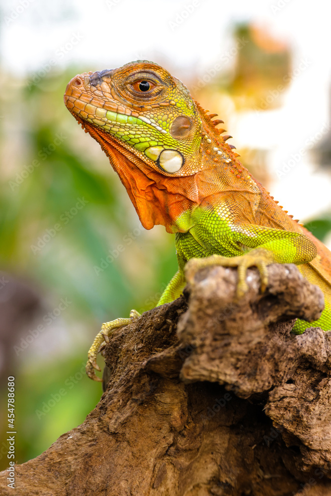 Obraz premium Close up of baby Super red iguana