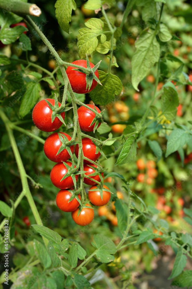 Cherry tomatoes in the garden
