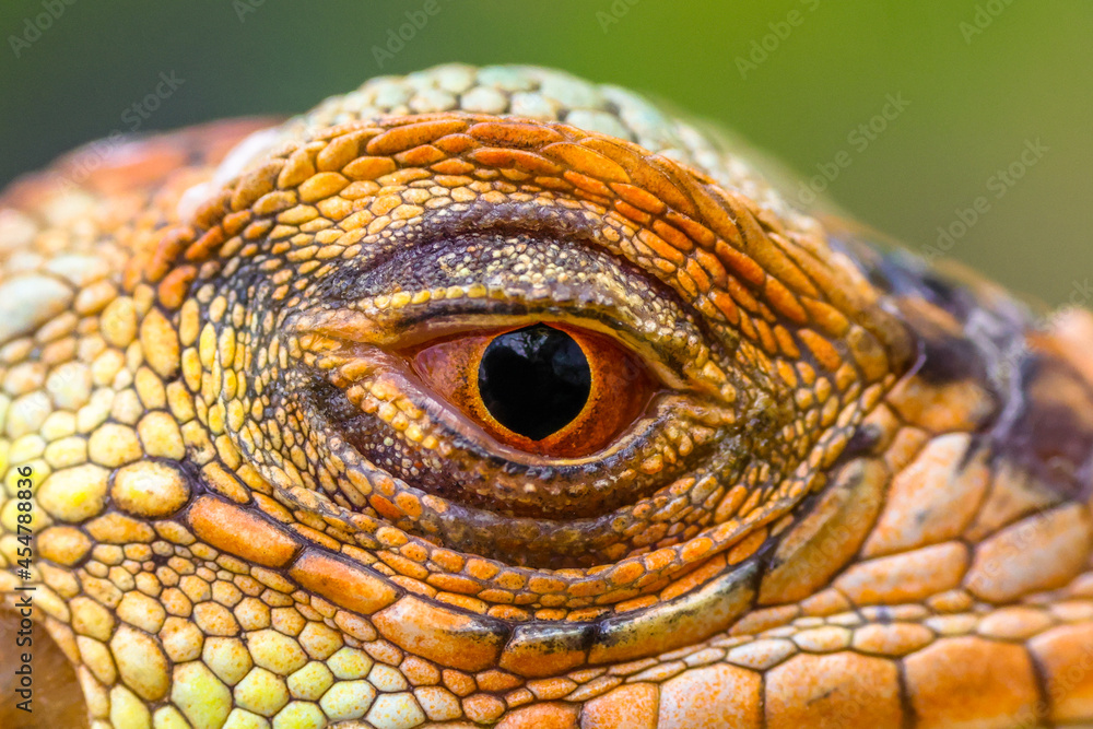 Fototapeta premium Close up of baby Super red iguana
