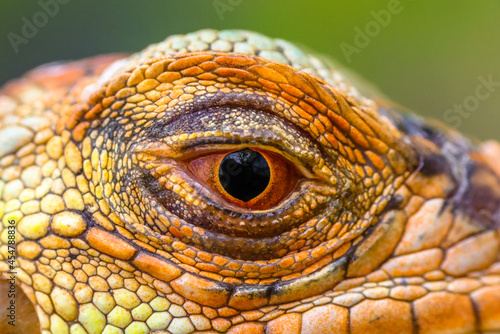 Close up of baby Super red iguana