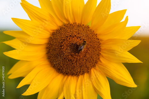 Fototapeta Naklejka Na Ścianę i Meble -  Sunflower natural background. Sunflower blossoms. A close-up of a sunflower. Sunflower with a bee. 