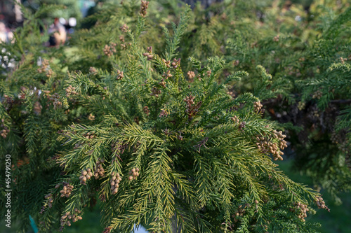 Coniferos. Closeup view of Cryptomeria japonica, also known as Japanese Cedar or Sugi, green leaves foliage and brown fruits.  photo