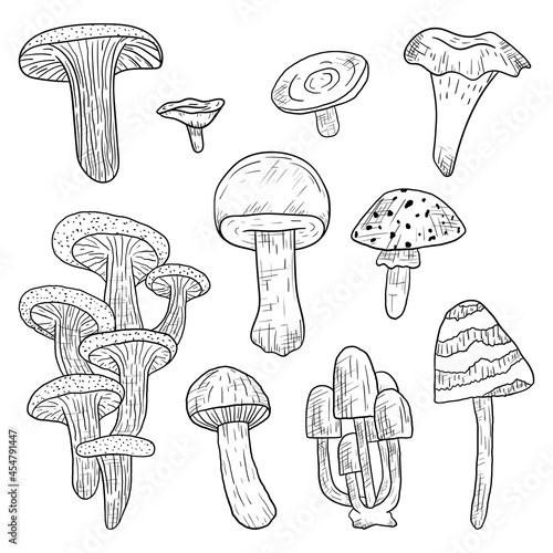 Set of vector isolated doodle forest edible and poisonous mushrooms in line art style.