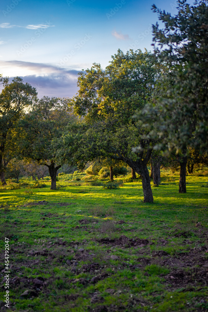 Fototapeta premium autumn in the park