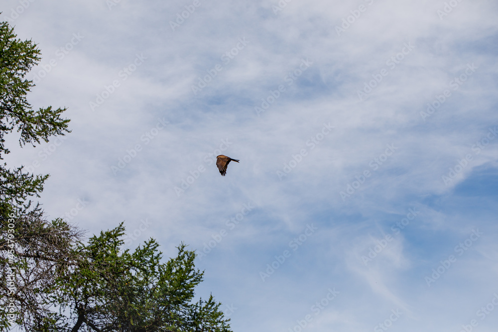 The eagle flies high in the blue sky with white clouds. The eagle flies high in the blue sky with white clouds.