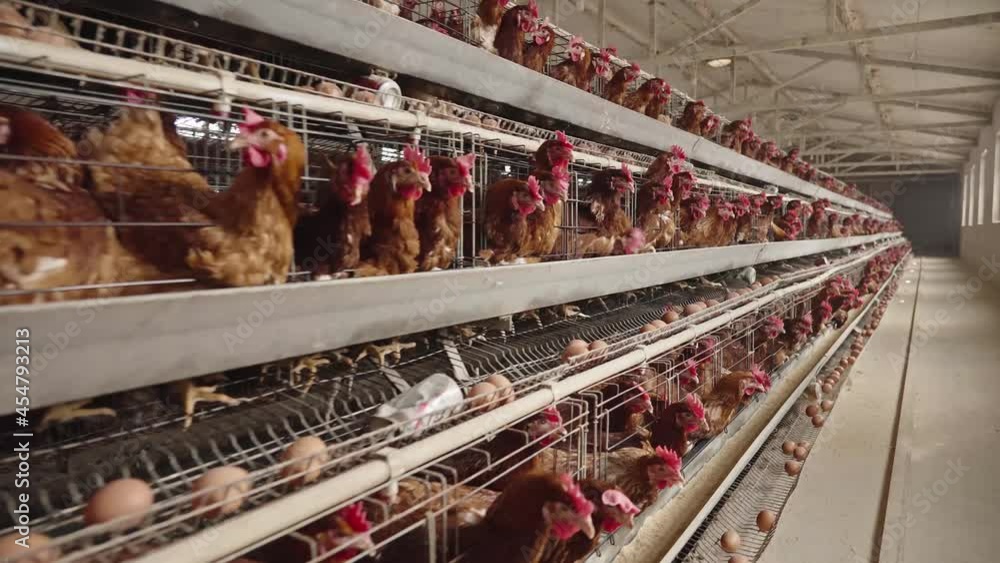 chicken farm chicken farm