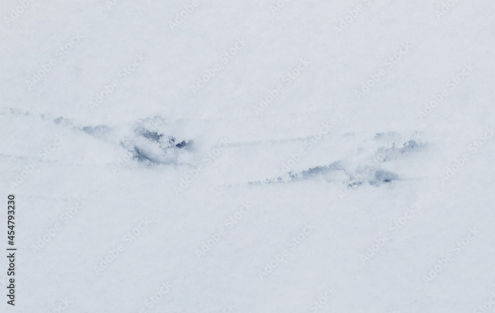 Crow tracks on white snow. Traces of birds Crow tracks on white snow. Traces of birds