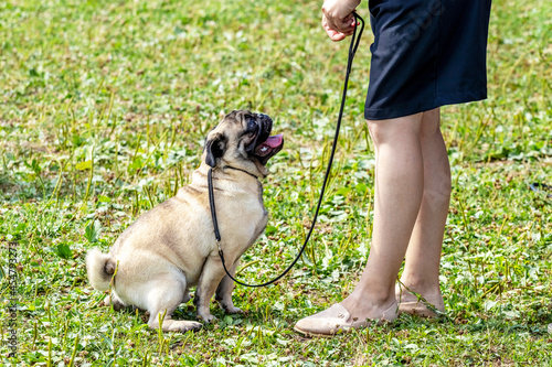 A pug dog on a leash looks at his mistress