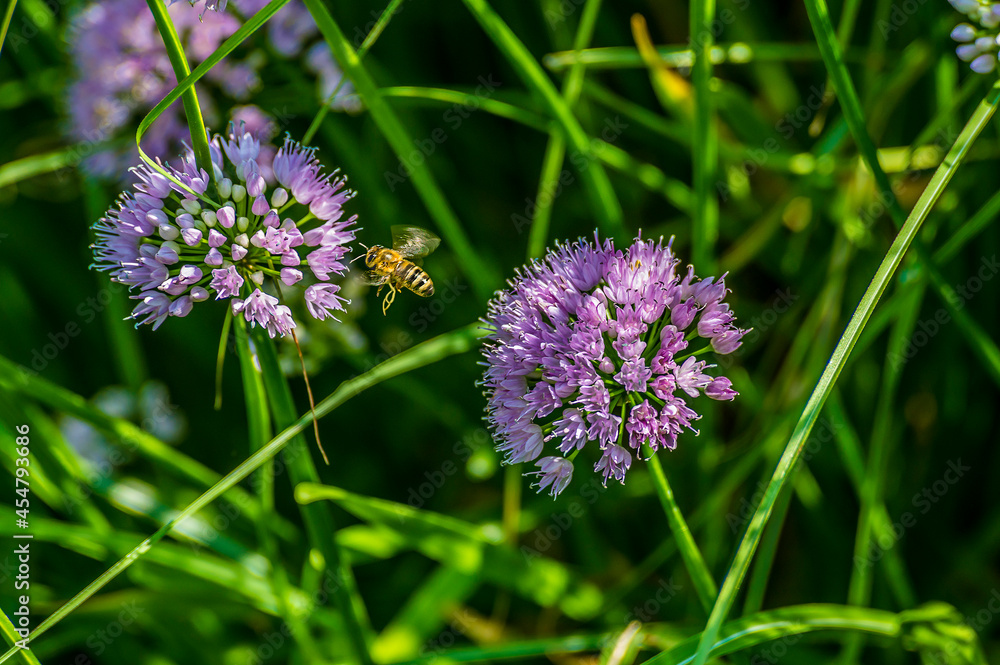 A Western Honey Bee approaches a German Garlic flower head in a garden in Sussex, UK in summertime A Western Honey Bee approaches a German Garlic flower head in a garden in Sussex, UK in summertime