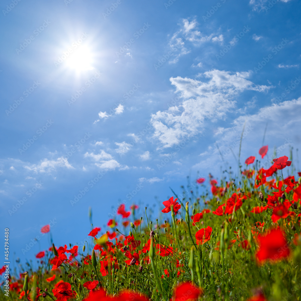 closeup red poppy flowers in green grass under a sparkle sun, beautiful summer natural background closeup red poppy flowers in green grass under a sparkle sun, beautiful summer natural background