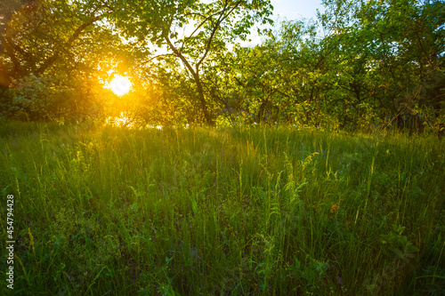green forest glade at the sunset, good for natural background
