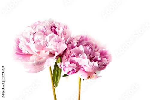 Two pink peony flower isolated on white background. Place for text. Copy space