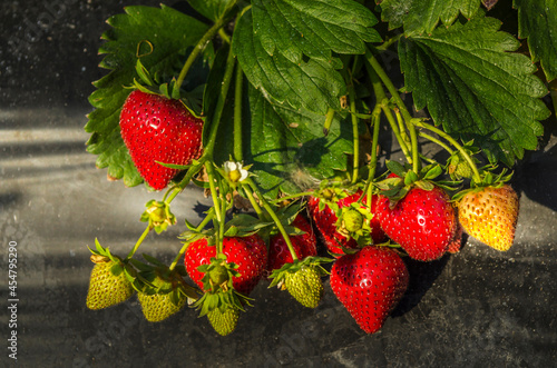 Reportage sur la culture de fraise photo