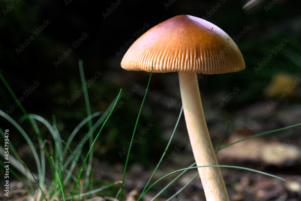 Ein Pilz im Spiel von Licht und Schatten Ein Pilz im Spiel von Licht und Schatten