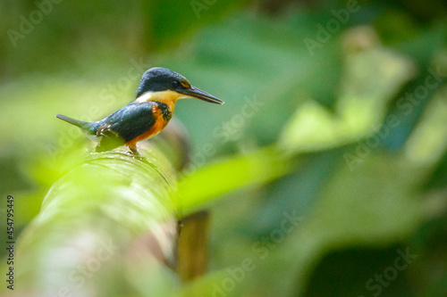 kingfisher on a branch