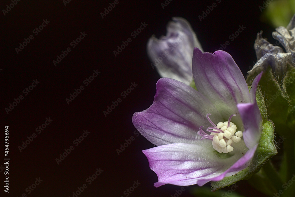 flores de malva bajo la luz del flash fotografico, foto macro flores de malva bajo la luz del flash fotografico, foto macro