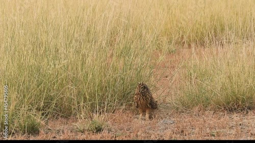 full shot with zoom out effect of short eared owl or Asio flammeus on ground during winter migration in open field and grassland of tal chhapar sanctuary churu rajasthan india photo
