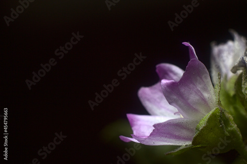 flores de malva bajo la luz del flash fotografico  foto macro