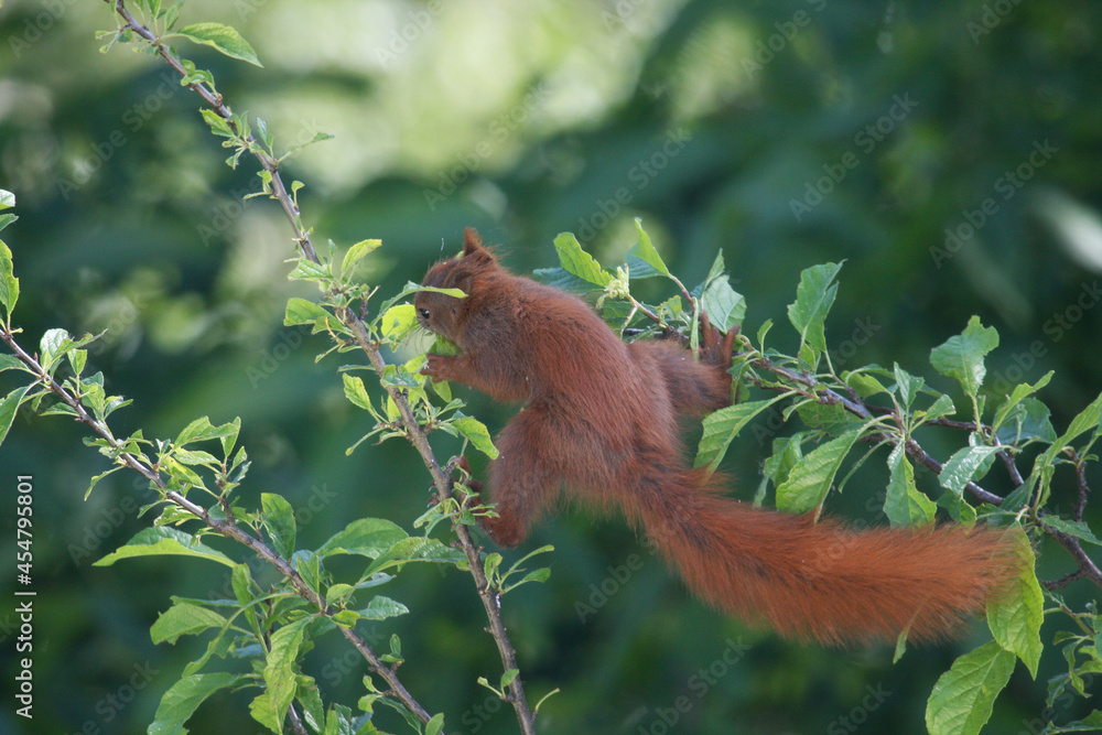 Obraz premium Eichhörnchen auf einem Baum