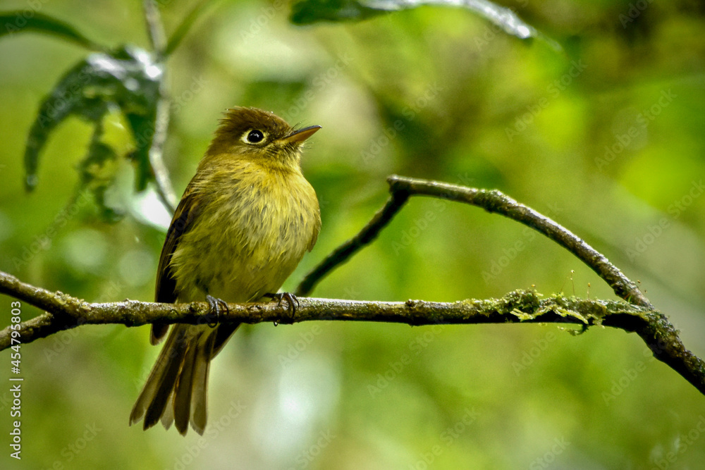 Fototapeta premium red backed shrike