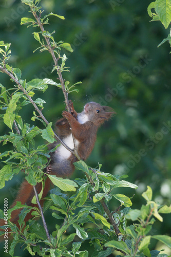 Nahaufnahme Eichhörnchen auf einem Baum © Peter