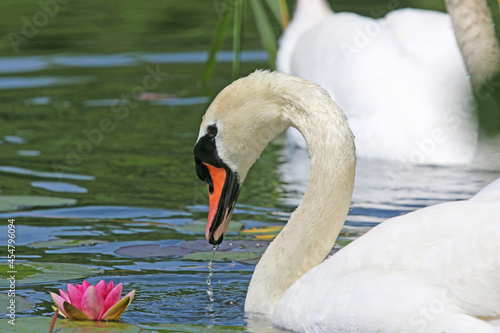  Swan swimming on a lake 